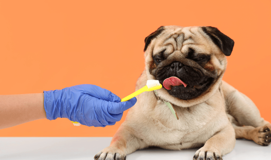 Pet Deep Dental Cleaning